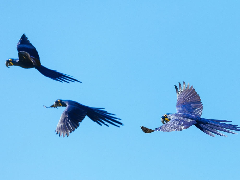 Three vibrant hyacinth macaws with deep blue feathers flying across a clear sky during a Pantanal safari in Brazil.