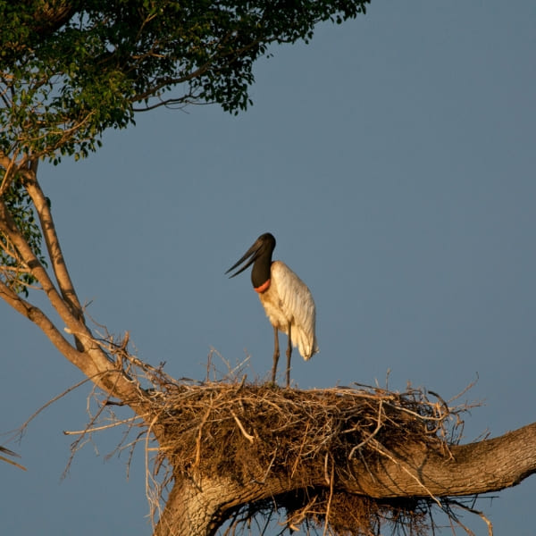 A large jabiru stork standing in its massive nest built high up in a tree against a clear sky
