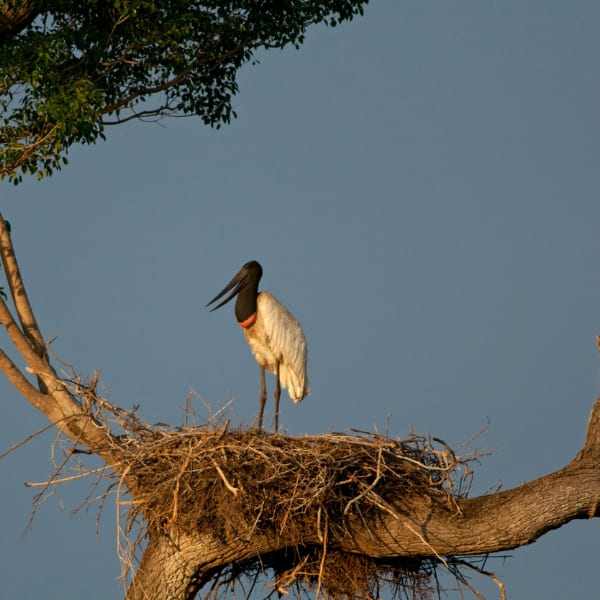 A Jabiru stork standing on a high nest against a blue sky, a common sight on Pantanal Brazil tours.