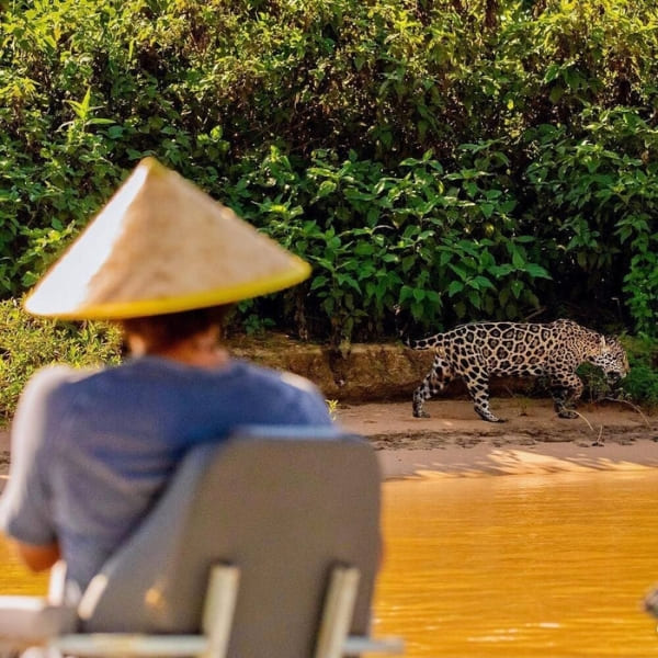 A traveler on a boat observes a wild jaguar walking along the riverbank in the Northern Pantanal.