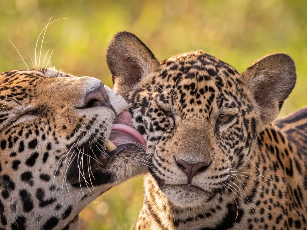 Close-up of an adult jaguar licking and grooming a cub in the wild, showcasing the rich biodiversity of Pantanal, Brazil.