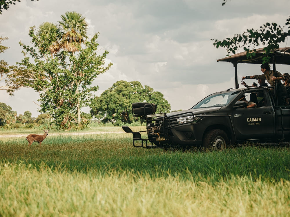 Travelers in a branded 4x4 safari vehicle observing a marsh deer in a grassy field in Pantanal, Brazil.