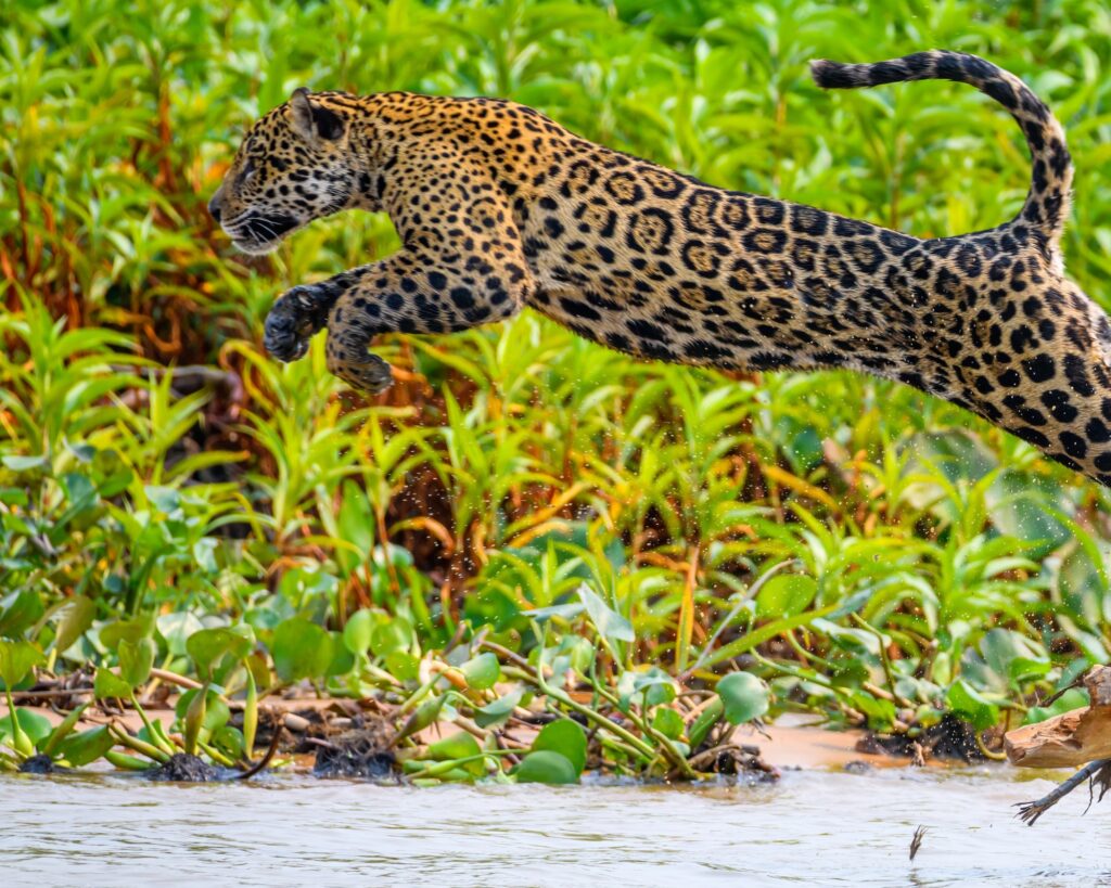 A wild jaguar walking into the river from a sandbank with observers in the distance in Pantanal, Brazil