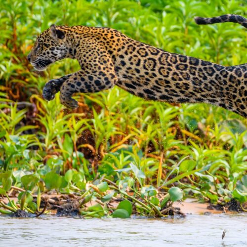 A wild jaguar walking into the river from a sandbank with observers in the distance in Pantanal, Brazil