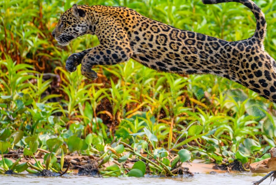 A wild jaguar walking into the river from a sandbank with observers in the distance in Pantanal, Brazil