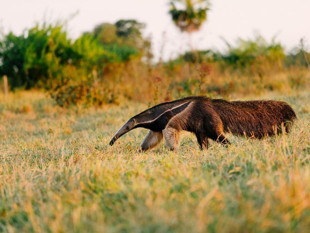 Tamanduá-bandeira caminhando por um campo de grama seca durante uma experiência de ecoturismo na natureza.