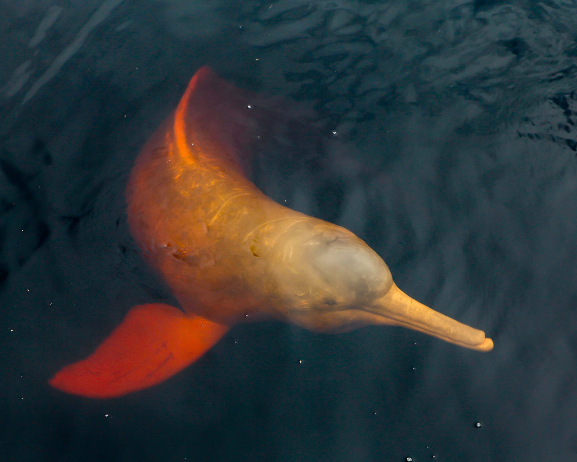 15 Tiere im Amazonas: Entdecken Sie die Tierwelt in Brasilien