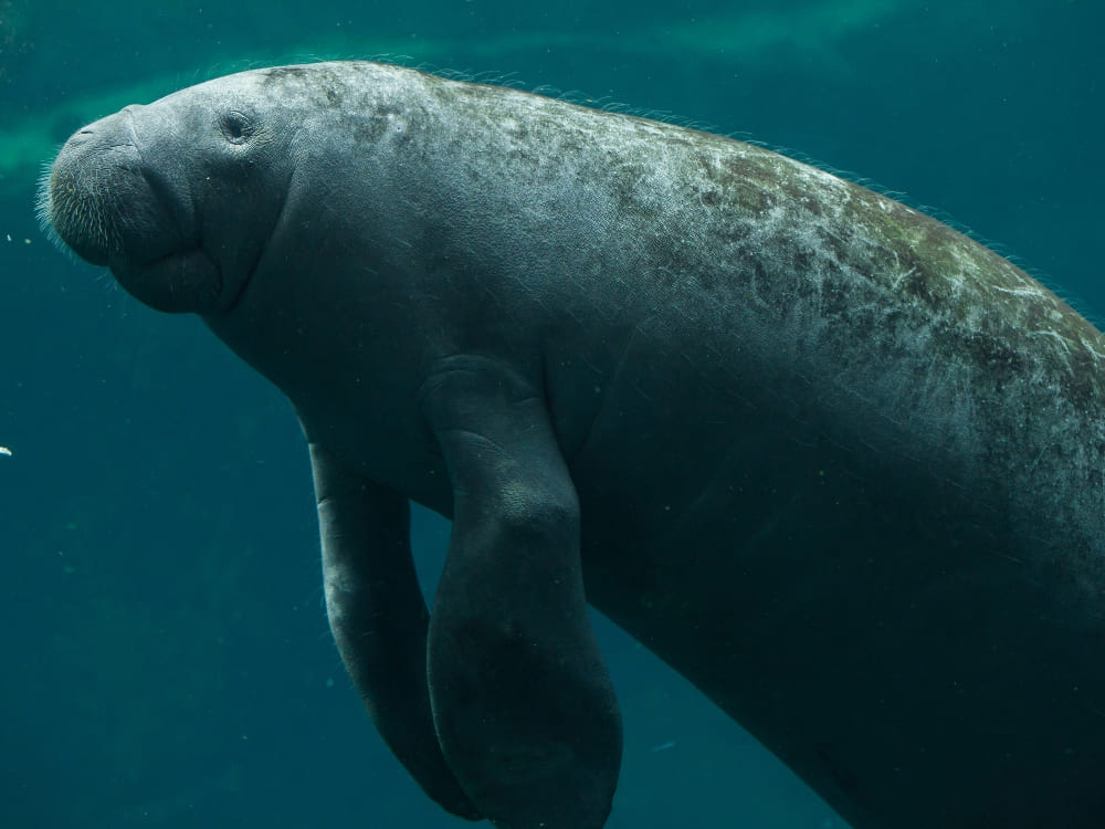 A large Amazonian manatee swimming slowly underwater in its natural habitat. A large Amazonian manatee swimming slowly underwater in its natural habitat.