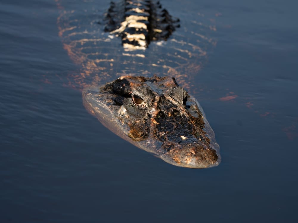 The textured head and bright eyes of a large black caiman floating quietly on the dark Amazon water. The textured head and bright eyes of a large black caiman floating quietly on the dark Amazon water.