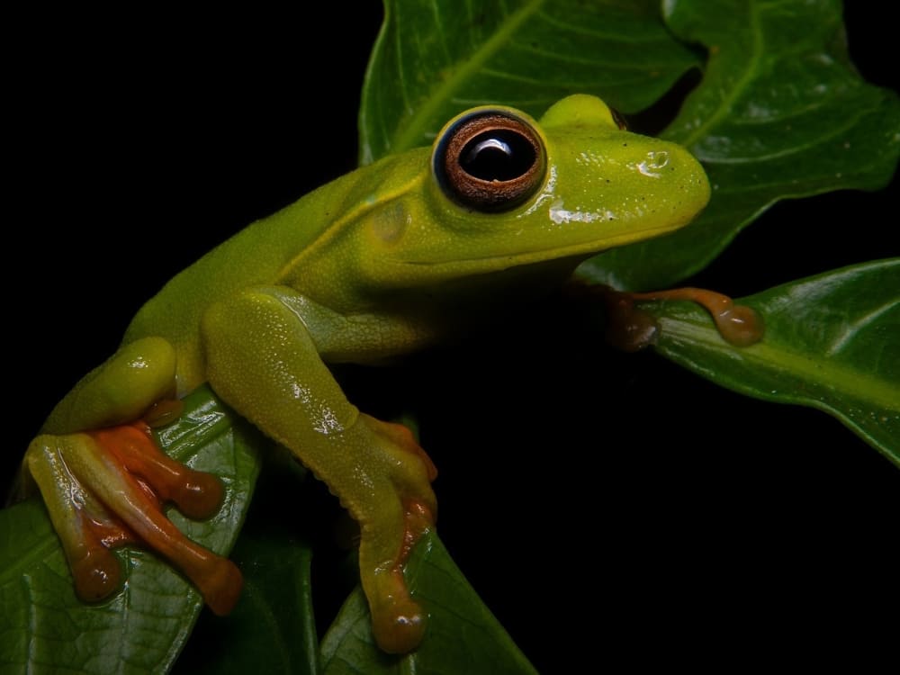  A small boana atlantica tree frog with bright green skin and large eyes grips a green leaf. 