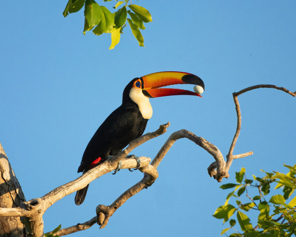 A colorful toucan with a large orange beak sits on a tree branch, representing the diverse animals in Brazil.
