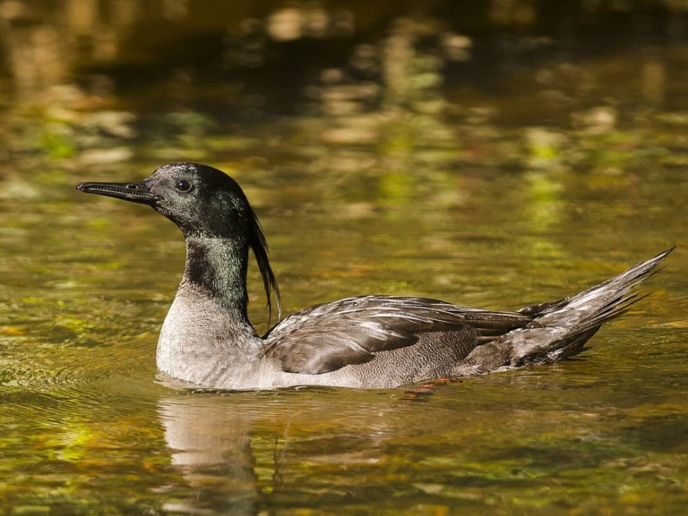 A rare Brazilian merganser duck swims calmly in clean, transparent water. 