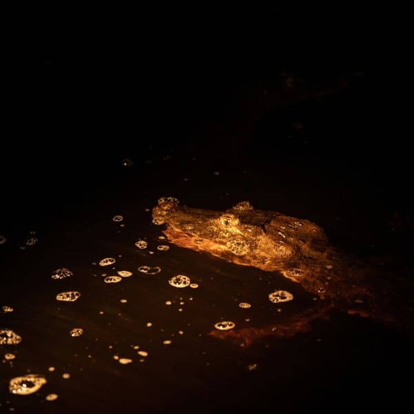 Face of a caiman partially submerged in dark water, illuminated by a flashlight during a night spotlighting safari.