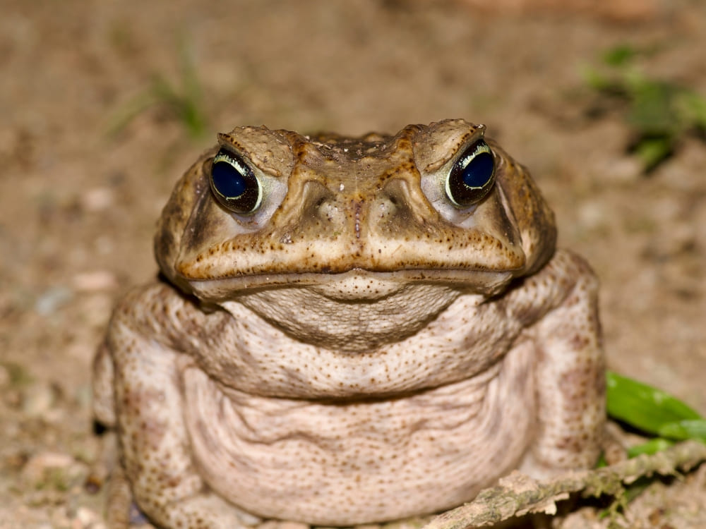Close-up of a cane toad showing its coarse skin and warts in the Amazon jungle. Close-up of a cane toad showing its coarse skin and warts in the Amazon jungle.