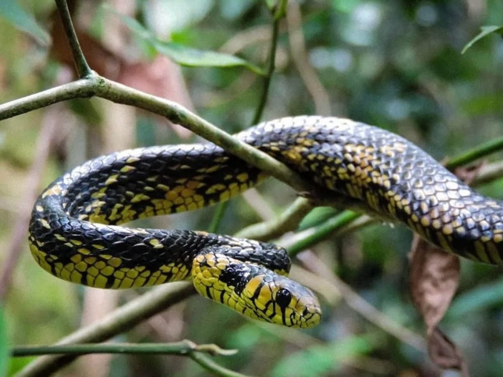A nonvenomous caninana snake with striking yellow and black scales slithers along a thin tree branch. 