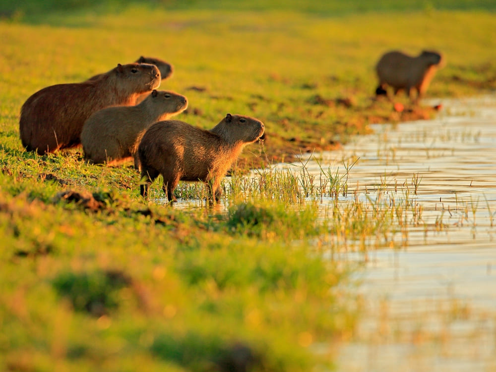  A group of four capybaras, the largest rodents in the world, stand together on a grassy riverbank at golden hour. 
