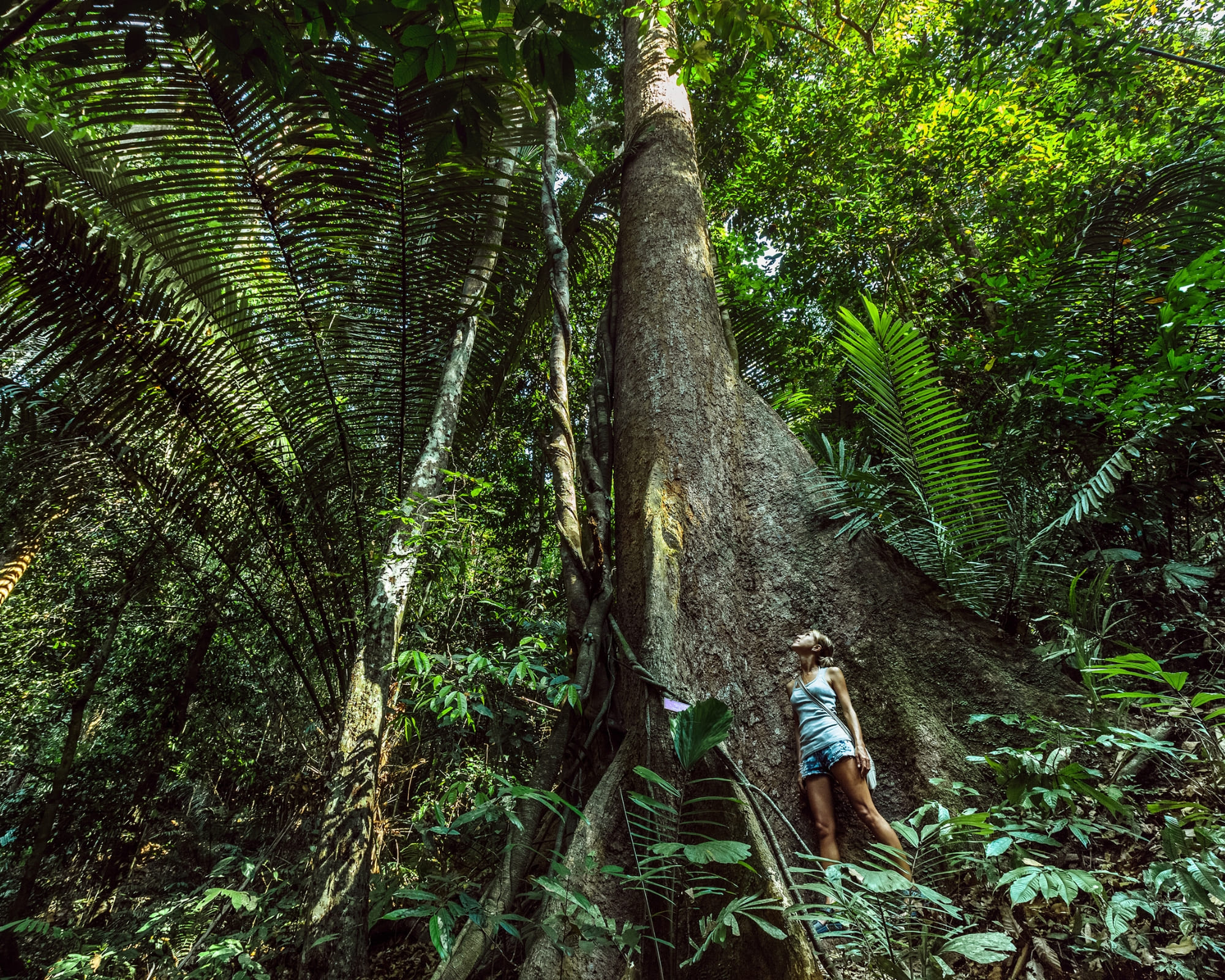 Ecotourism in the Amazon Rainforest: 7 tours to connect with nature