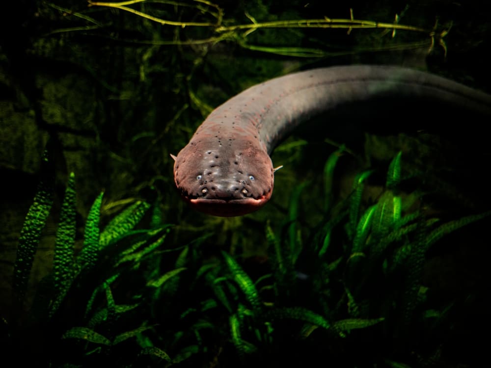 An electric eel with a long cylindrical body swimming underwater near dark green aquatic plants. An electric eel with a long cylindrical body swimming underwater near dark green aquatic plants.