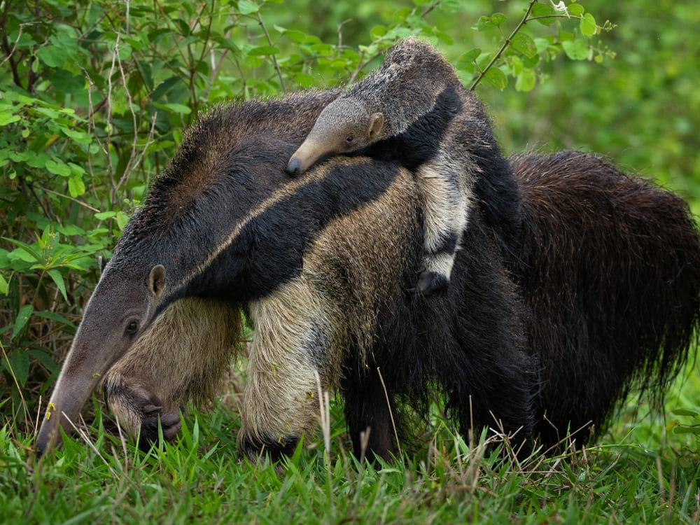 A giant anteater walks through green grass while carrying a baby on its back, a unique sight in Brazil wildlife.