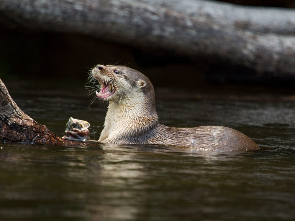 A giant otter swimming in the river with its mouth wide open while eating its prey. A giant otter swimming in the river with its mouth wide open while eating its prey.