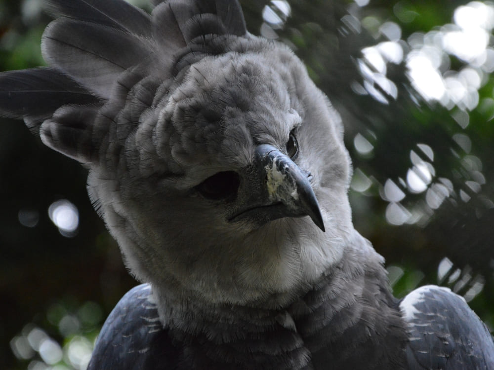 Close-up of a large harpy eagle with gray feathers looking down sharply from the Amazon jungle. Close-up of a large harpy eagle with gray feathers looking down sharply from the Amazon jungle.