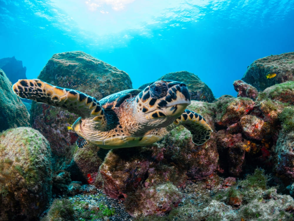 A hawksbill turtle swims underwater near a rocky reef in the tropical ocean.