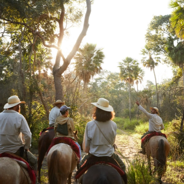 Group of tourists wearing hats enjoys a horseback riding tour through a sunlit forest trail in the wetlands.