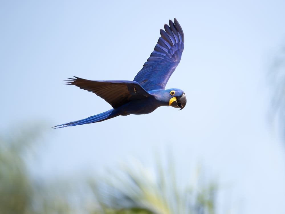 A hyacinth macaw with bright blue feathers and yellow facial features flying across the sky. A hyacinth macaw with bright blue feathers and yellow facial features flying across the sky.