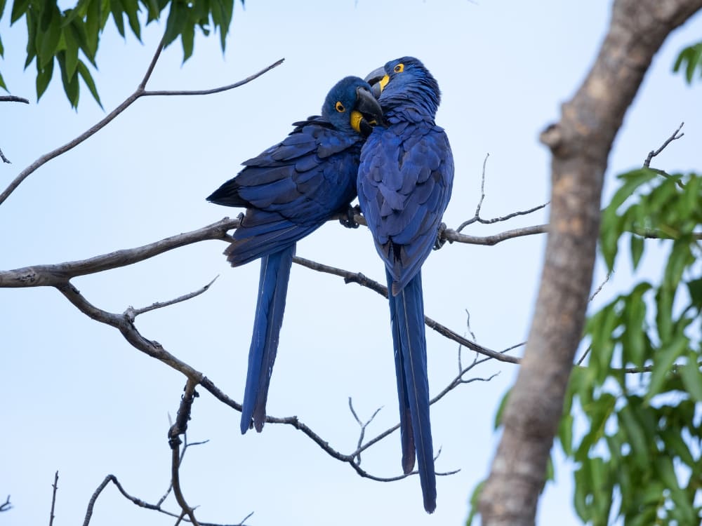 Two vibrant blue hyacinth macaws perch closely together on a tree branch, showcasing Brazilian wildlife. 