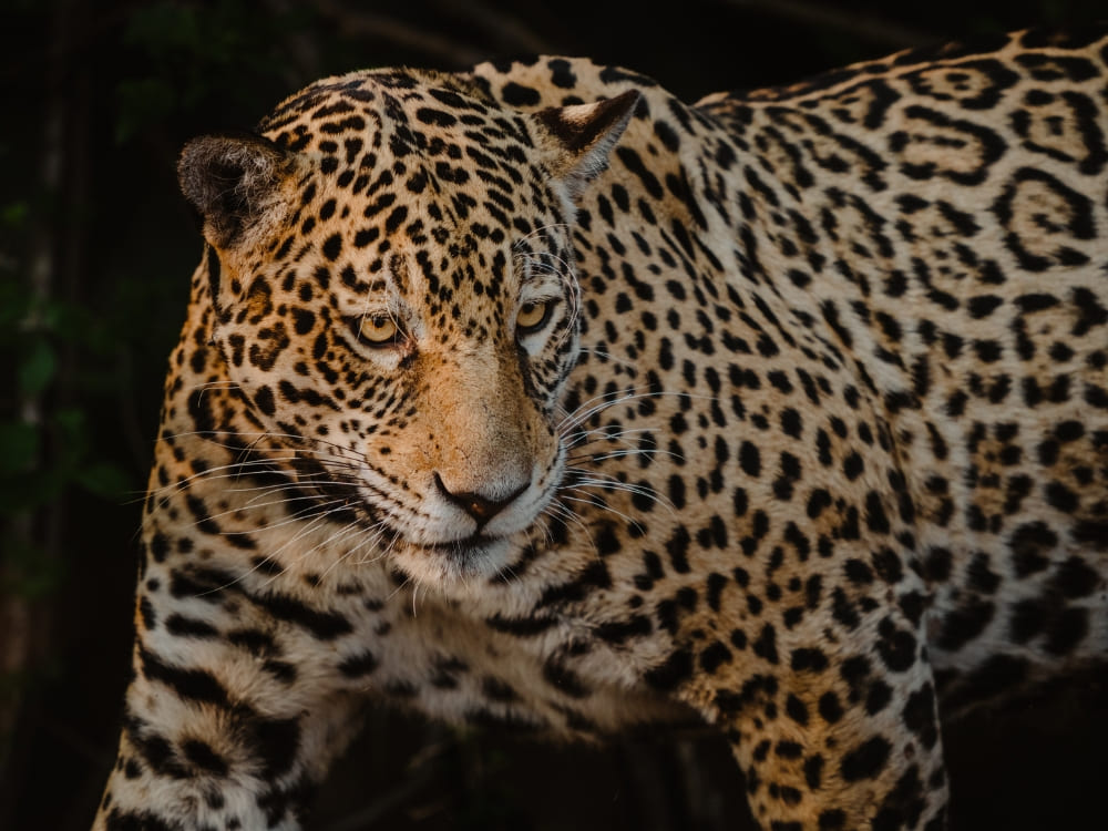  A fierce jaguar with a yellow-orange coat and black rosettes prowls in the dark. 