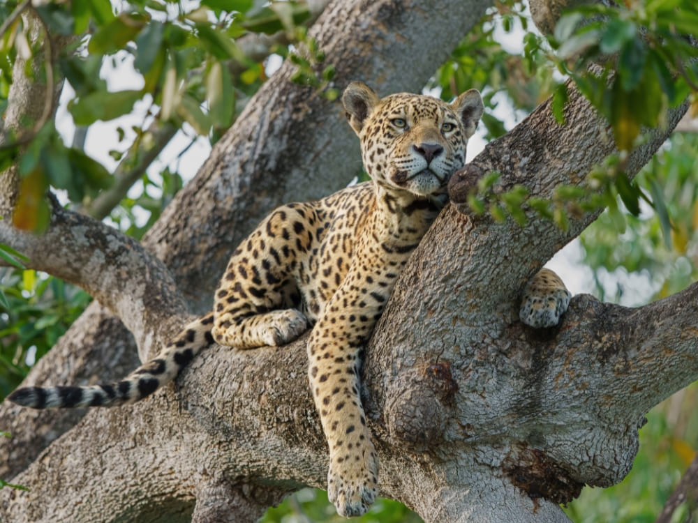 A spotted jaguar resting completely relaxed on a thick tree branch in the Amazon vegetation. A spotted jaguar resting completely relaxed on a thick tree branch in the Amazon vegetation.