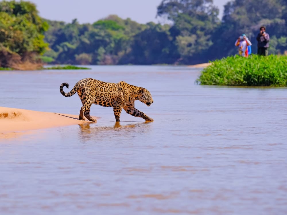 A jaguar walks carefully through the shallow waters of a river while tourists observe from the riverbank during a Pantanal tour.