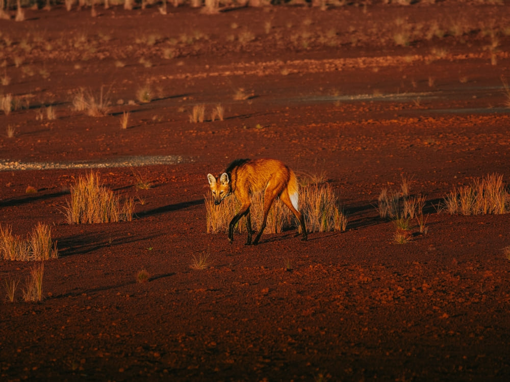 A maned wolf with a reddish-orange coat and long black legs walks across the Cerrado landscape.