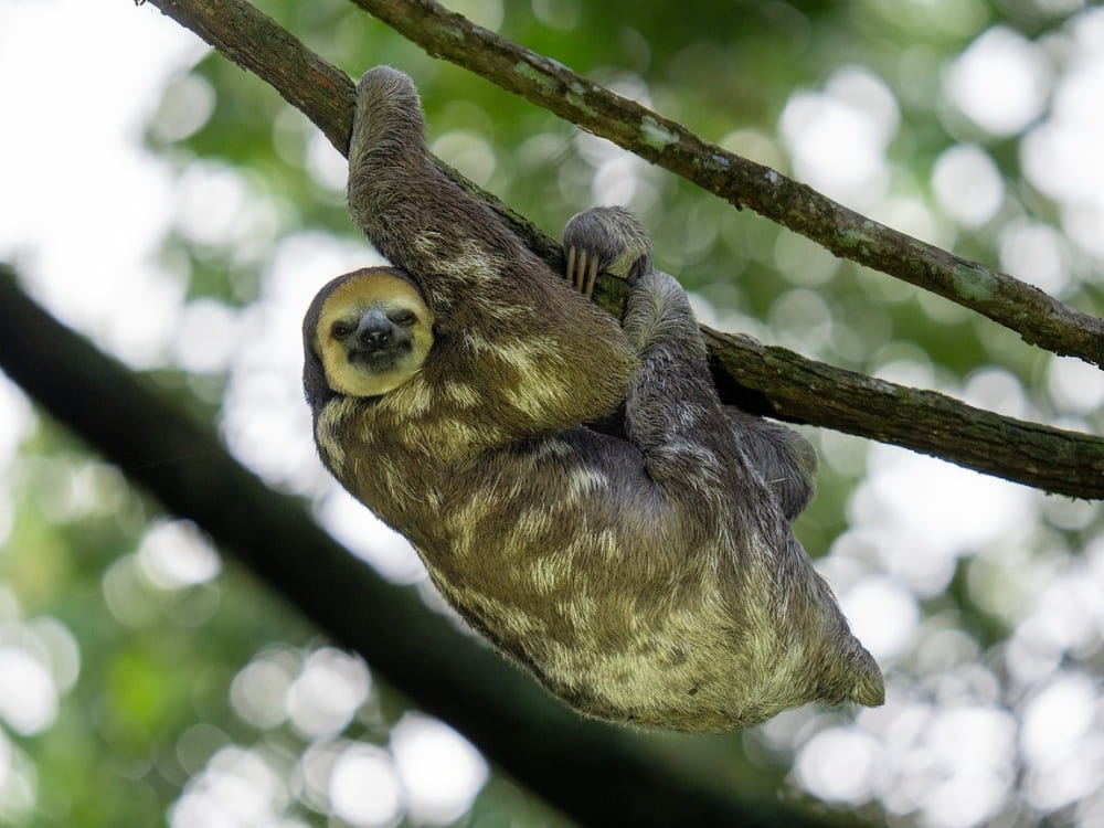A pale-throated sloth hanging upside down from a thin tree branch in the dense Amazon Rainforest. A pale-throated sloth hanging upside down from a thin tree branch in the dense Amazon Rainforest.