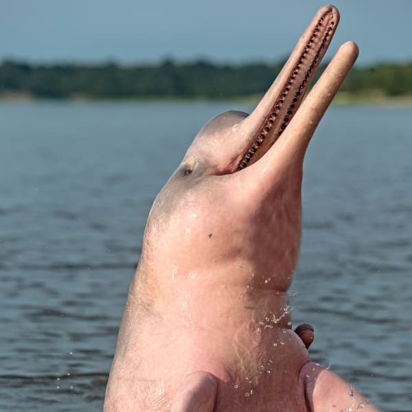 A pink river dolphin emerging from the water surface with its mouth slightly open during a wildlife tour.