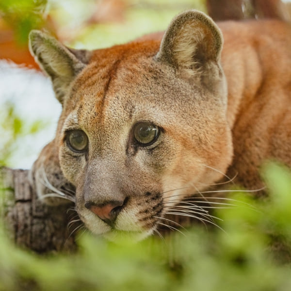 Close-up of a puma with an attentive gaze resting on a tree trunk surrounded by green leaves.