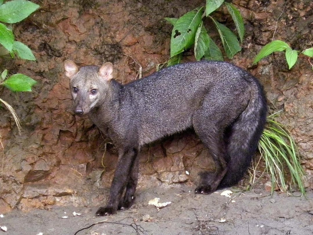 A rare short-eared dog with a dark greyish coat standing near a muddy riverbank in the Amazon. A rare short-eared dog with a dark greyish coat standing near a muddy riverbank in the Amazon.