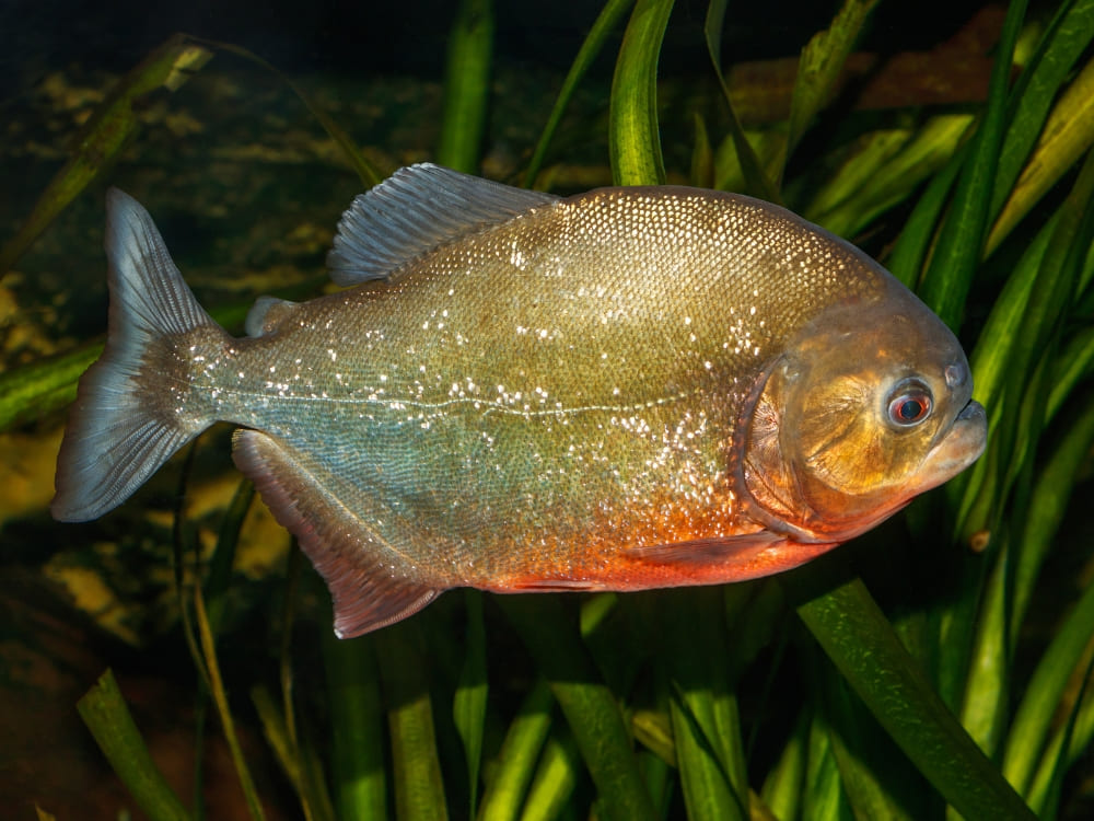 A red-bellied piranha swimming among green aquatic plants in the muddy waters of the Amazon. A red-bellied piranha swimming among green aquatic plants in the muddy waters of the Amazon.