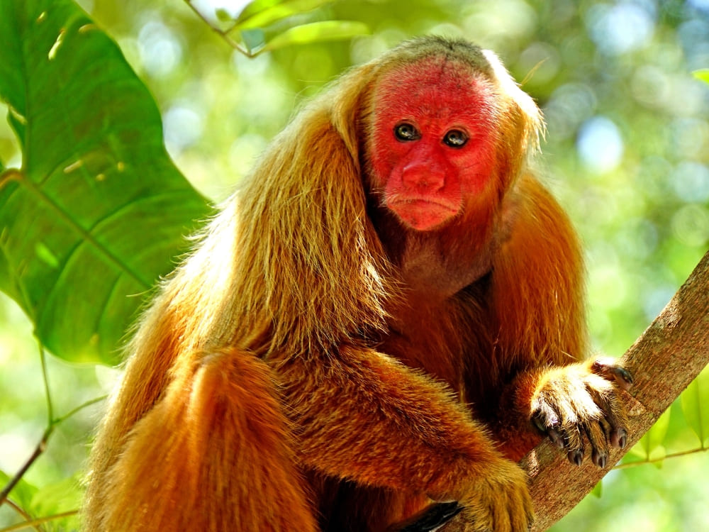 A uakari monkey with a bright red face and long fur sitting quietly on a tree branch. A uakari monkey with a bright red face and long fur sitting quietly on a tree branch.