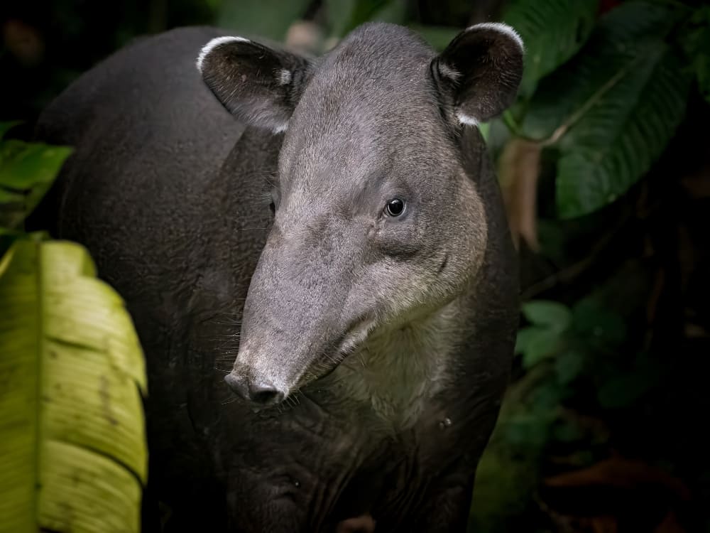  A heavy tapir with grey skin and a short proboscis stands in the lush forest vegetation. 