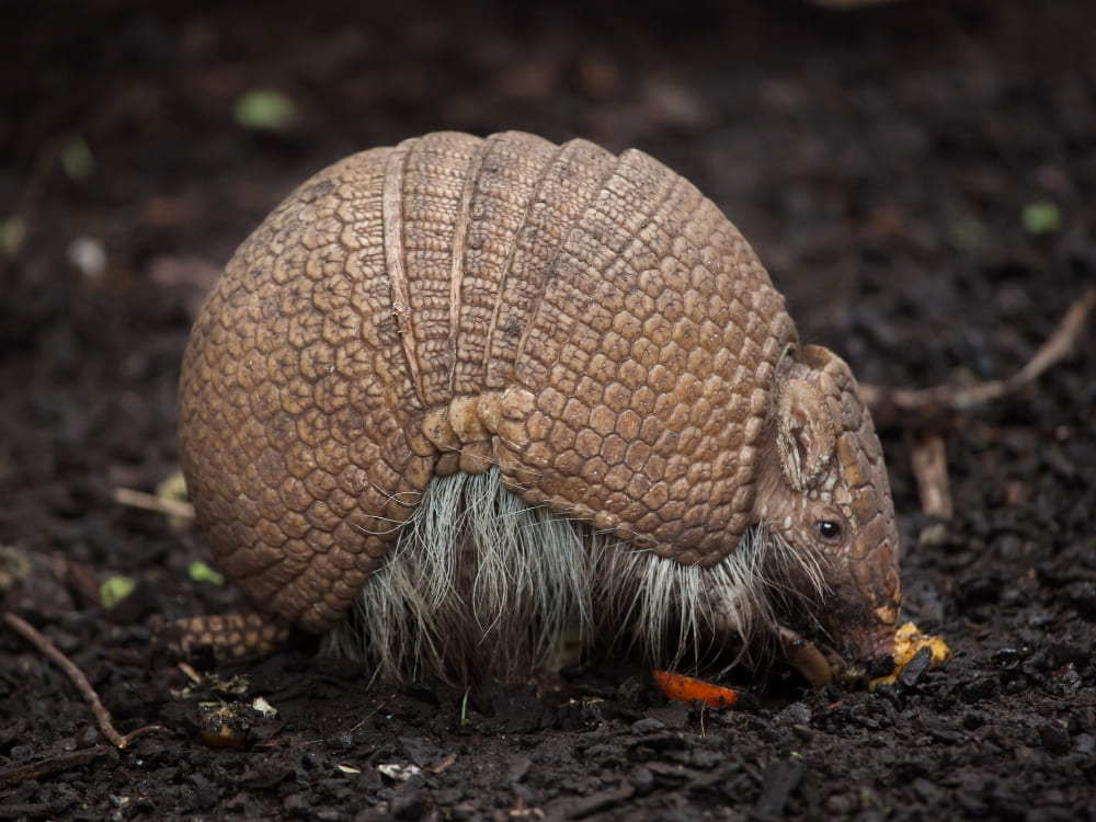  A three-banded armadillo with a textured leathery shell forages on the dark soil. 