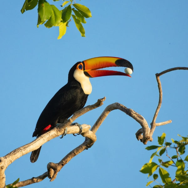Toco toucan with its long orange beak perched on a dry tree branch against a clear blue sky, holding a small object in its beak.