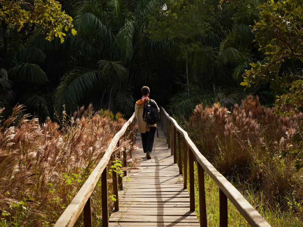 Person wearing lightweight clothes and a backpack walks on a wooden boardwalk surrounded by tall vegetation.
