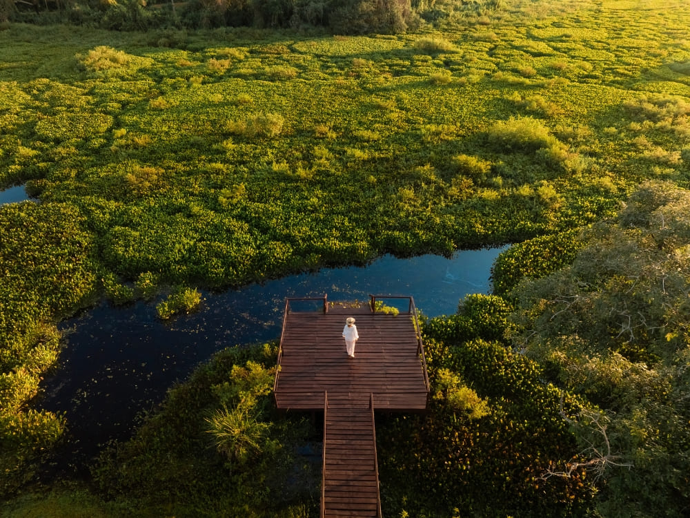 Aerial view of a person standing at the edge of a wooden deck over the water, surrounded by the green flooded areas of the biome.