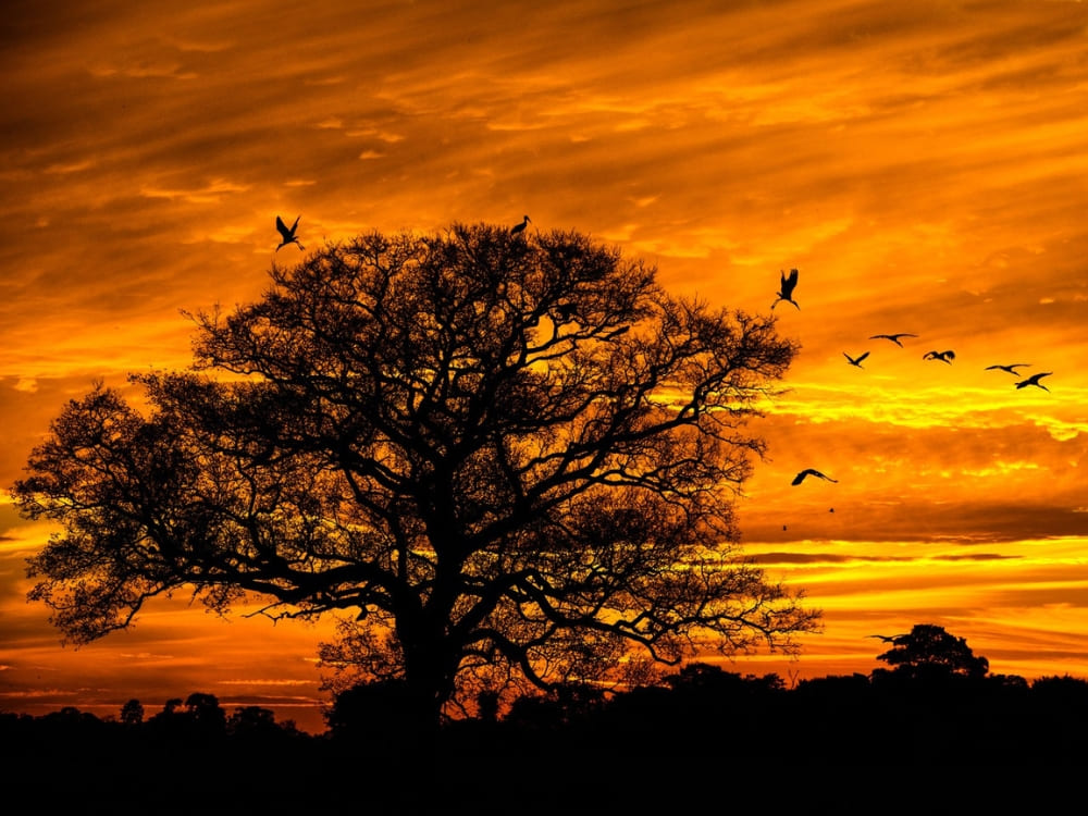 Silhouette of a large tree and flying birds against a vibrant orange and yellow sky during a warm Pantanal sunset.