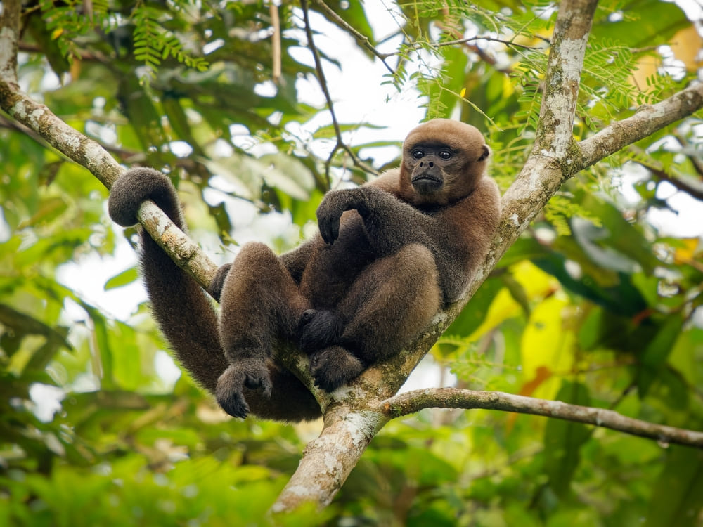 A robust woolly monkey with brownish-gray fur resting comfortably on a tree branch in the Amazon Rainforest. A robust woolly monkey with brownish-gray fur resting comfortably on a tree branch in the Amazon Rainforest.