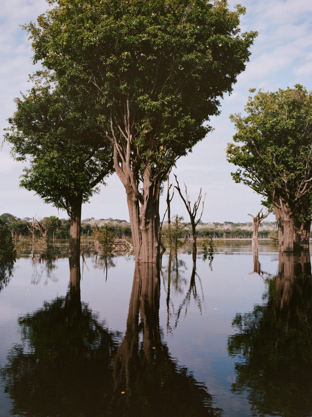 Tall trees grow directly out of the calm, dark waters of the Amazon river, creating perfect, mirror-like reflections on the surface.