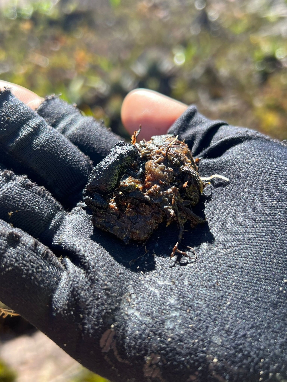 Een kleine, duimnagelgrote endemische kikker rust op de gehandschoende hand van een wandelaar in de Crystal Valley van Mount Roraima.