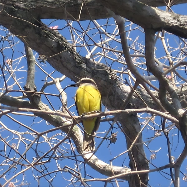 A small yellow bird perches among the bare branches of a tree against a clear blue sky in the Pantanal.