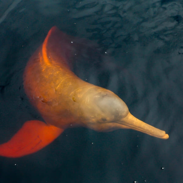 A pink river dolphin swims near the surface of the dark river water during an exclusive boat tour in the Amazon.